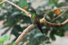 Heliodoxa rubricauda