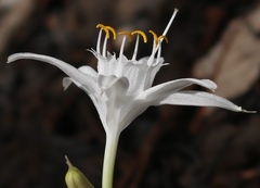 Pancratium triflorum