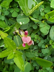 Grona heterocarpos