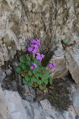 Primula minkwitziae