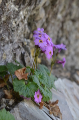 Primula minkwitziae