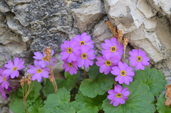 Primula minkwitziae