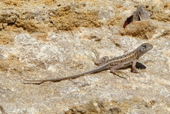 Chalarodon madagascariensis