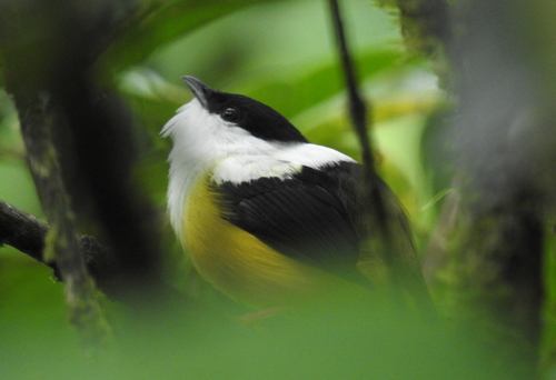 Manacus candei