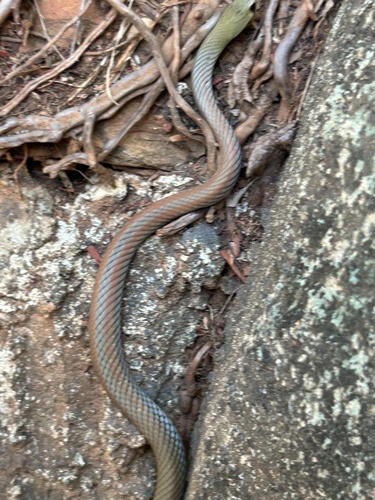 Yellow-faced Whipsnake sighting