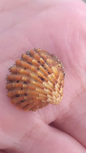 ancient cardita