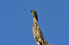 Aratinga auricapillus