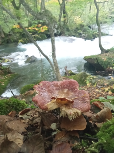 Russula