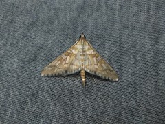 Epipagis fenestralis