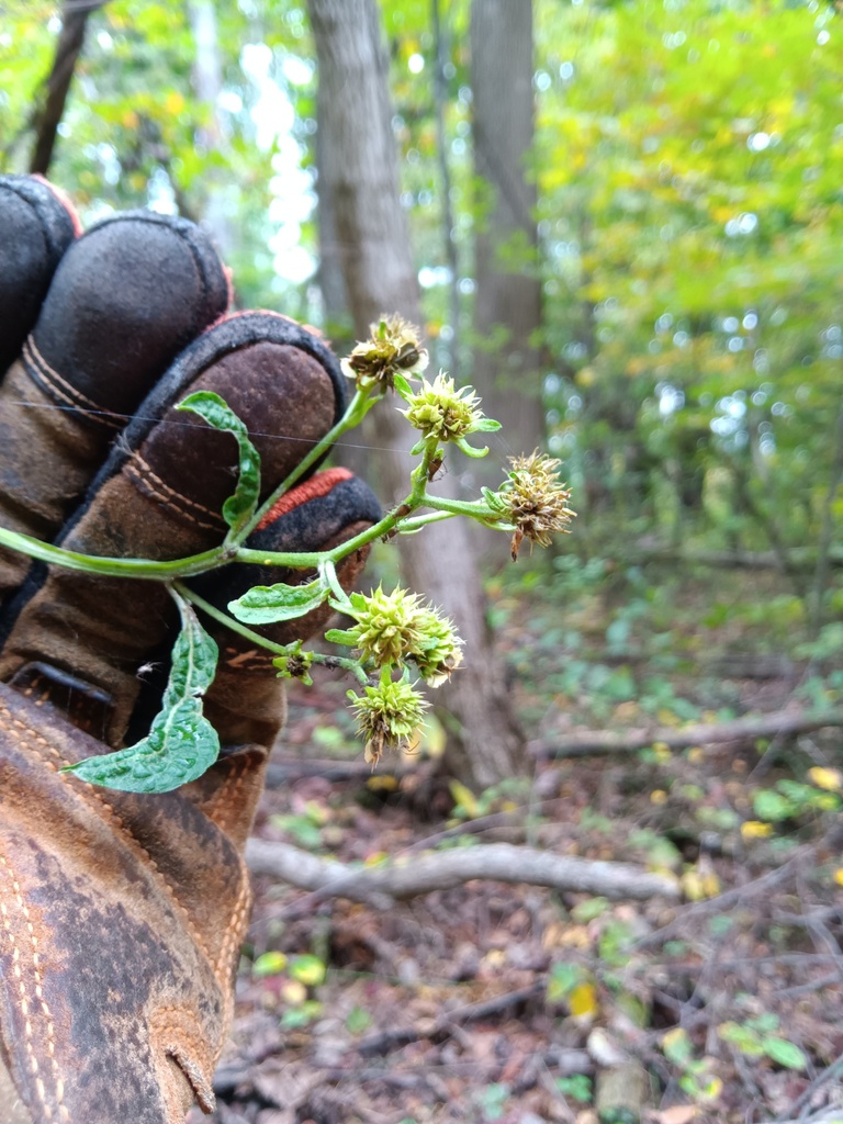 Wingstem Dead Wingstem from Brown County, IN, USA on October 25, 2025 at 11:51 AM by ...