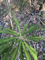 Banksia integrifolia compar