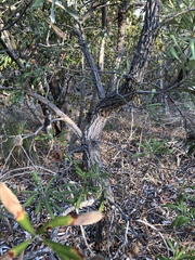Banksia integrifolia compar
