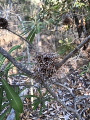 Banksia integrifolia compar
