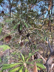 Banksia integrifolia compar