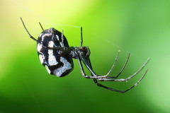 Leucauge argentina