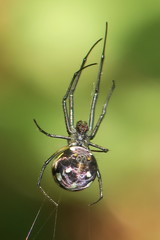 Leucauge argentina