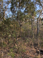 Banksia integrifolia compar