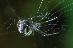Leucauge argentina