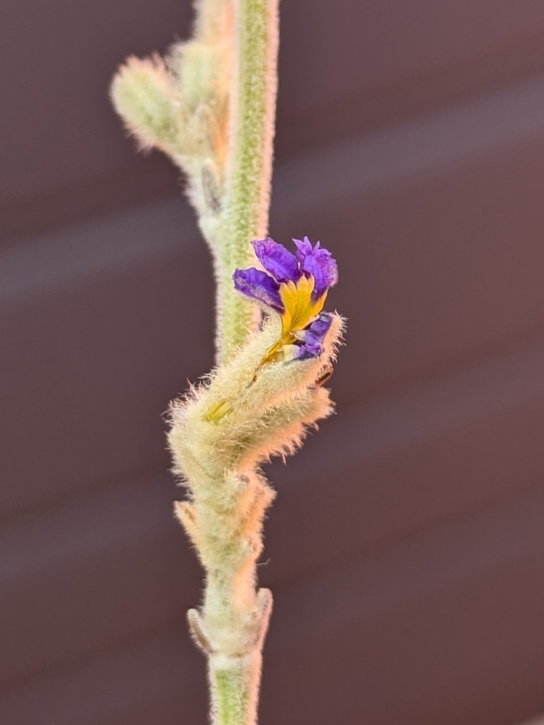 Dampiera stenophylla