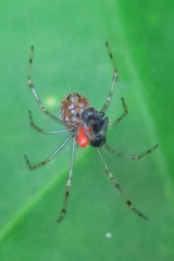 Theridion zonulatum