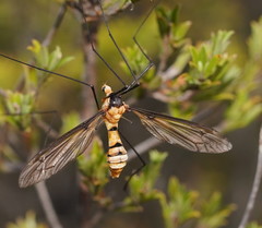Leptotarsus clavatus