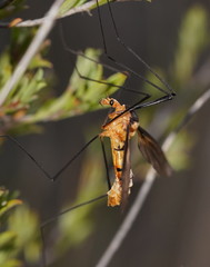 Leptotarsus clavatus