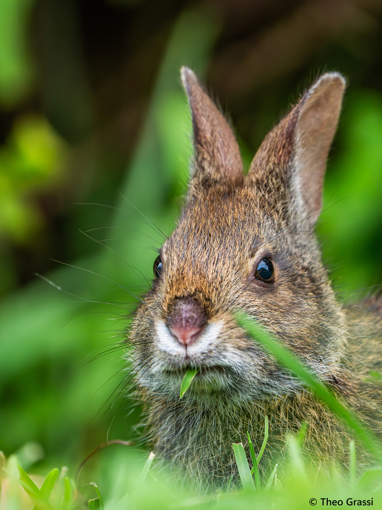 Marsh Rabbit from Hilton Head Island, SC, USA on August 5, 2025 at 01: ...