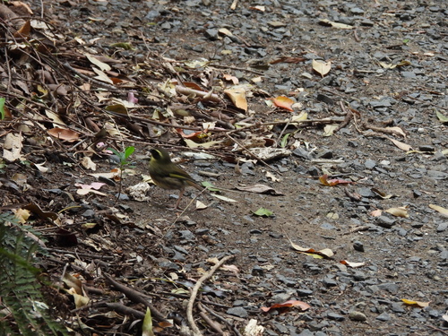Yellow-throated Scrubwren (Neosericornis citreogularis), photo 4