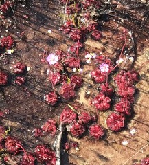 Drosera admirabilis
