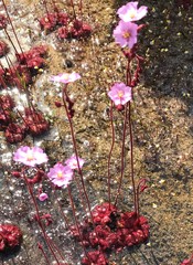 Drosera admirabilis