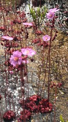 Drosera admirabilis