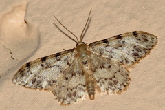 Idaea contiguaria