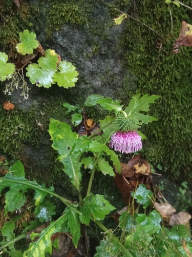Cirsium yezoense iNat (3)