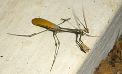 Chopardempusa neglecta