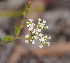 Platysace
