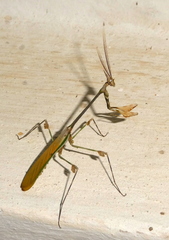 Chopardempusa neglecta