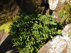 Polygonatum odoratum