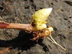 Polygonatum odoratum