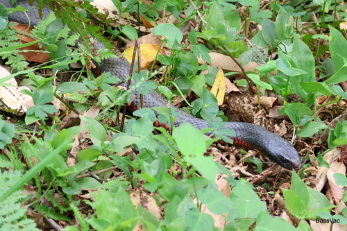 Red-bellied Black Snake sighting