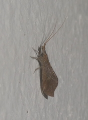 Berothidae