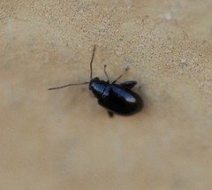 Longitarsus parvulus