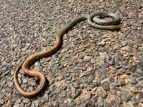 Central Whipsnake sighting