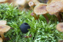 Pseudoplectania nigrella