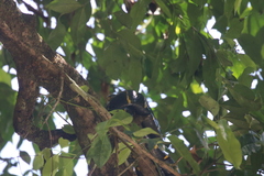 Boiga melanota