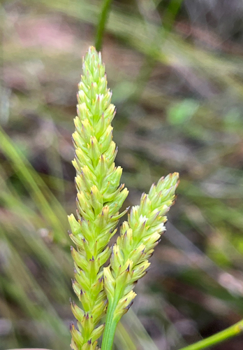 Spike Rootthug (Thesium spicatum)