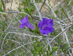 Ruellia latisepala