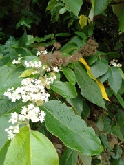 Commersonia bartramia