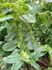 Commersonia bartramia