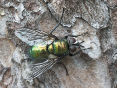 Gymnocheta viridis