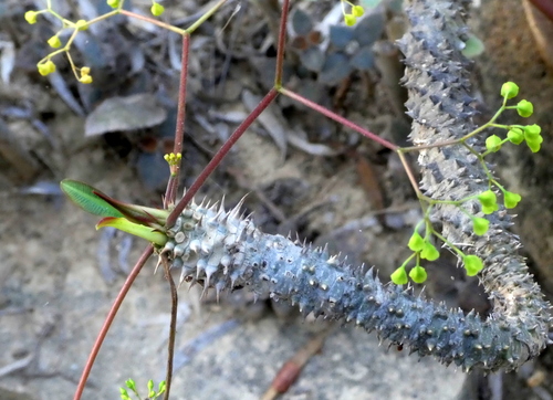 Euphorbia paulianii